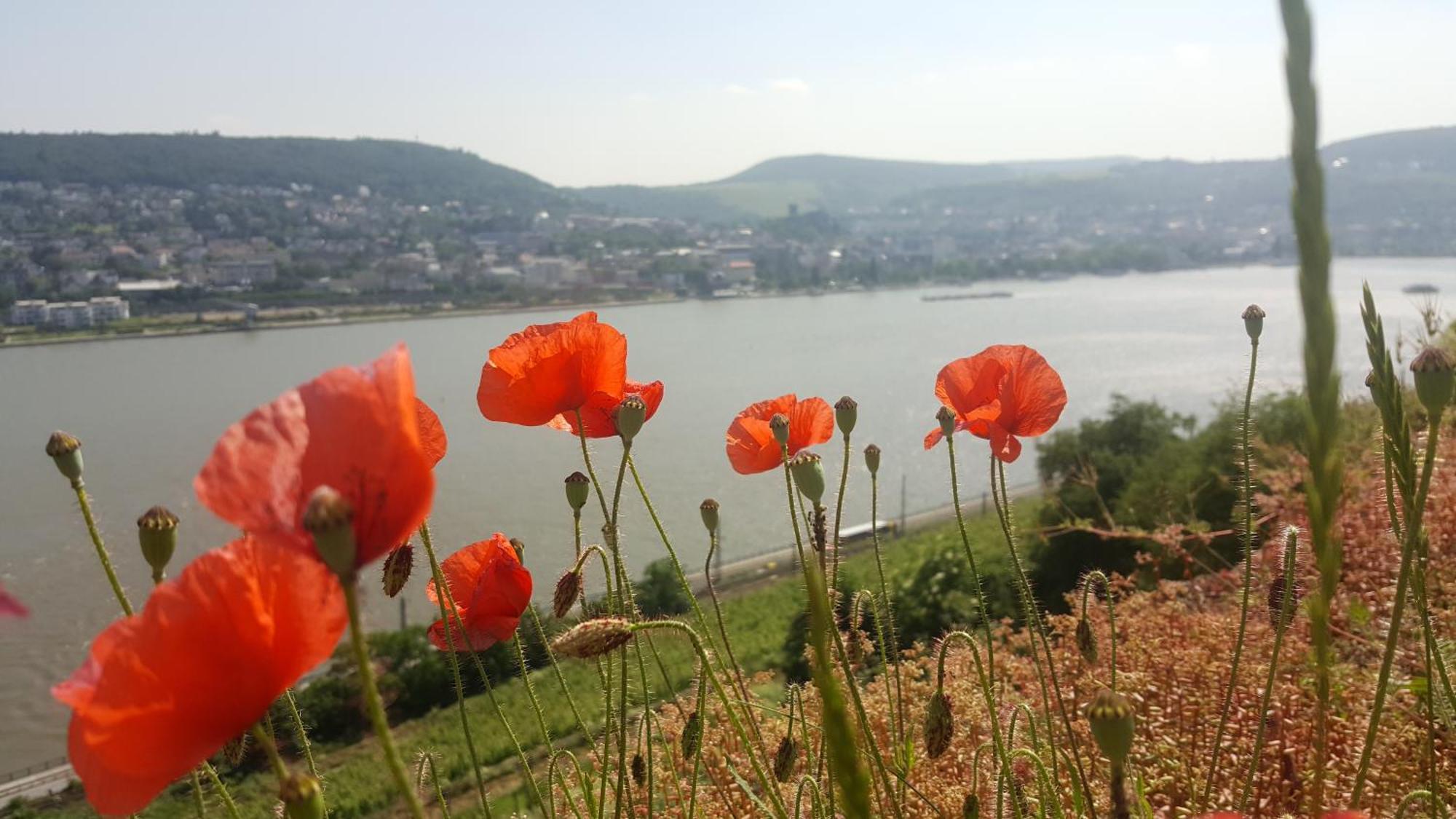 Ruthmann-Rheinblick Garni Hotell Oestrich-Winkel Exteriör bild
